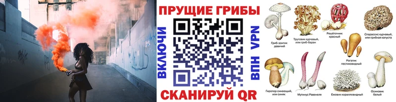 где купить наркоту  Брянск  Псилоцибиновые грибы MAGIC MUSHROOMS 